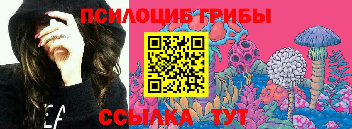 Псилоцибиновые грибы Psilocybe Гусев